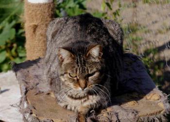 Tigger Bild von Tigger
