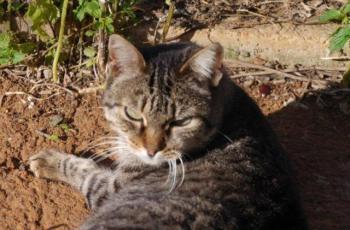 Tigger Bild von Tigger