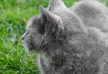 Grey Bild von Grey