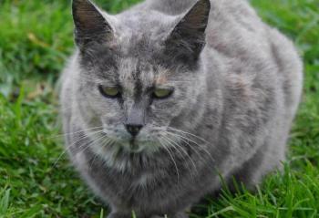 Grey Bild von Grey