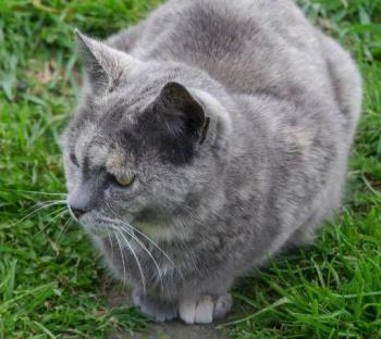 Grey Bild von Grey