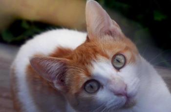 Salomé Bild von Salomé