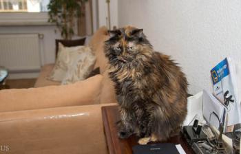 Minnie Bild von Minnie