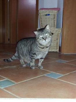 Boris Bild von Boris