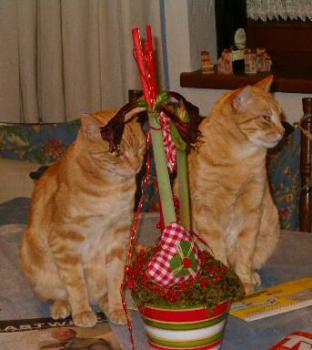 Bild von Sugar
