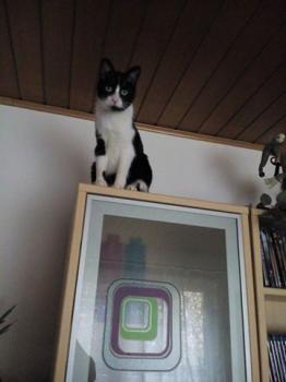 Ezio Bild von Ezio