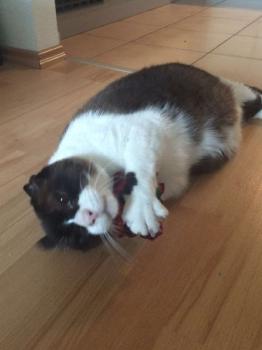 Bild von Lupo
