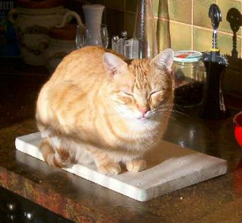 Bild von Sugar