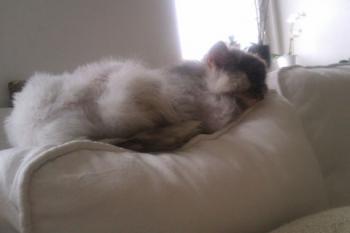 Shila Bild von Shila