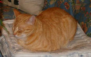 Bild von Sugar
