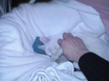 Blanco Bild von Blanca