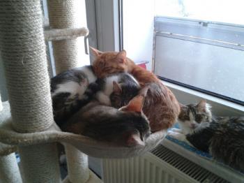 Kena Bild von Kena