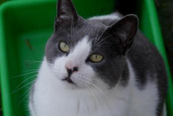 Snoh Bild von Snoh