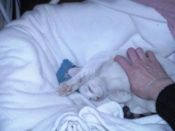 Blanco Bild von Blanca