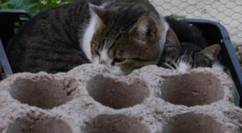 Peque Bild von Peque