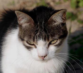 Peque Bild von Peque