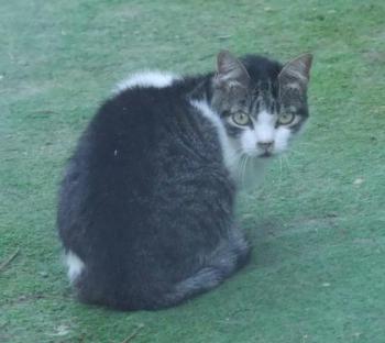 Peque Bild von Peque