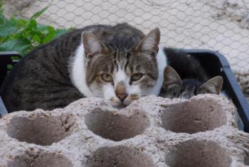 Peque Bild von Peque