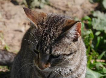Pichou Bild von Pichou