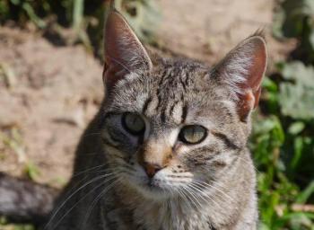 Pichou Bild von Pichou