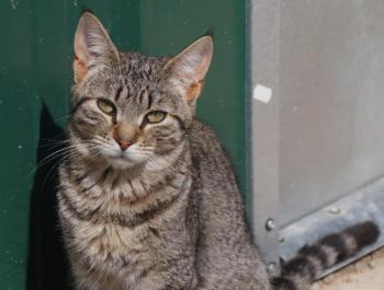 Pichou Bild von Pichou