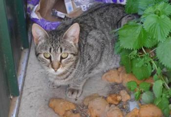 Pichou Bild von Pichou