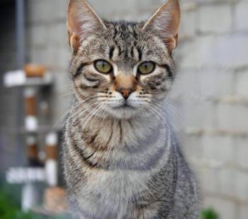 Pichou Bild von Pichou