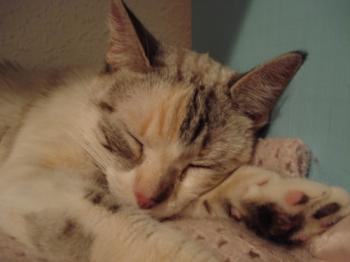 Suki Bild von Suki