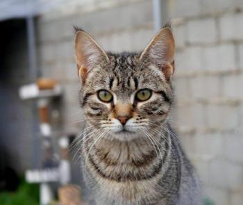 Pichou Bild von Pichou
