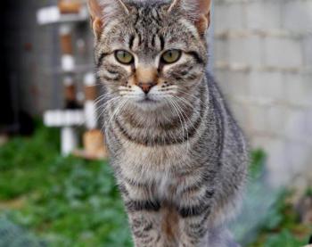 Pichou Bild von Pichou