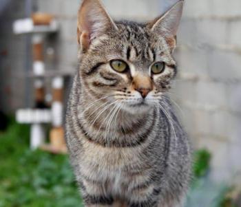Pichou Bild von Pichou
