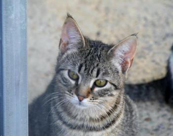 Pichou Bild von Pichou