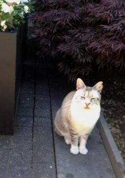 Llong Bild von Llong
