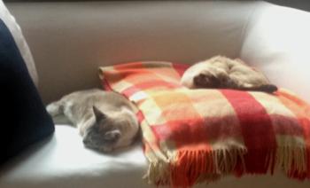 Llong Bild von Llong