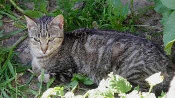 Minou Bild von Minou