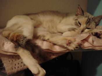 Suki Bild von Suki