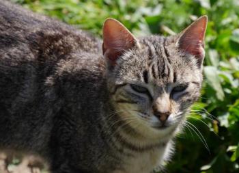 Minou Bild von Minou