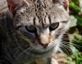 Minou Bild von Minou