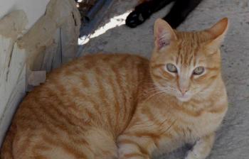 Oneto Bild von Oneto