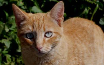 Abush Bild von Abush