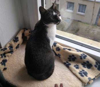 Gizma Bild von Gizma