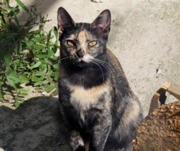 Pepita Bild von Pepita