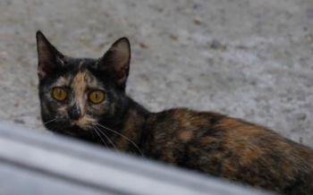 Pepita Bild von Pepita