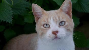 Bastiane Bild von Bastiane