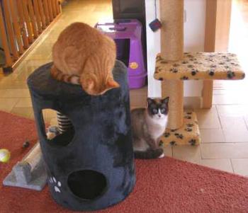 Olin und seine neuen Freunde Bild von Olin