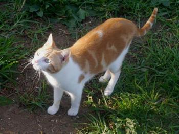 Bastiane Bild von Bastiane
