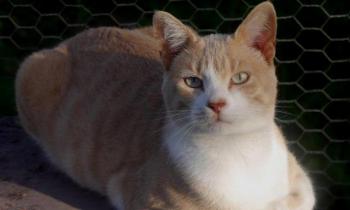 Bastiane Bild von Bastiane