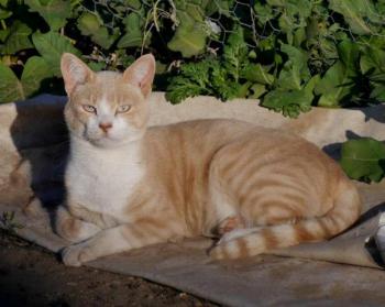 Bastiane Bild von Bastiane