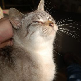 Milou Bild von Milou