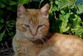 Chimo Bild von Chimo
